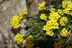 Draba grayana