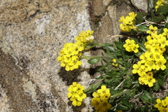 Draba grayana