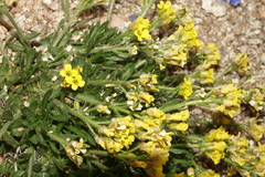 Draba grayana