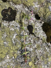 Epilobium alsinifolium