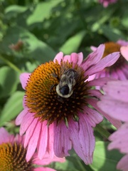 Bombus impatiens