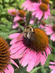 Bombus griseocollis