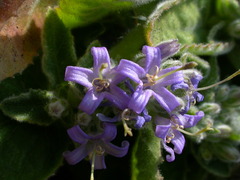 Campanula elatinoides