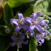 Campanula elatinoides - Photo (c) Konrad and Roland Greinwald, some rights reserved (CC BY-NC), uploaded by Konrad and Roland Greinwald