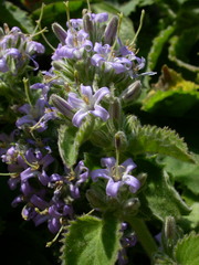 Campanula elatinoides