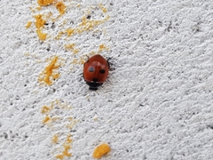 Coccinella quinquepunctata