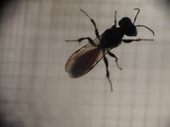 Crossocerus angelicus