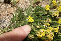 Draba grayana