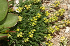 Draba grayana