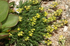 Draba grayana