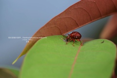 Paratrachelophorus nodicornis