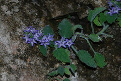 Campanula elatinoides