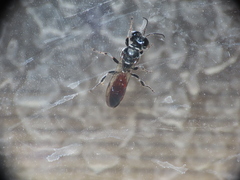 Crossocerus angelicus