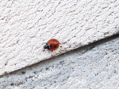 Coccinella quinquepunctata