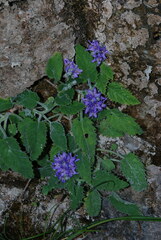 Campanula elatinoides