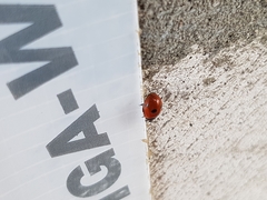 Coccinella quinquepunctata
