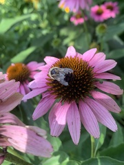 Bombus griseocollis