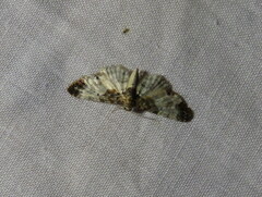 Eupithecia breviculata