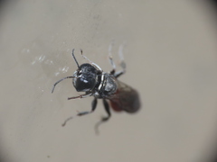 Crossocerus angelicus