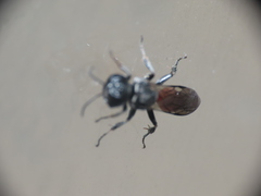 Crossocerus angelicus