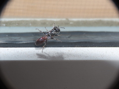 Crossocerus angelicus