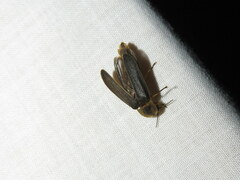 Nyctophila reichii
