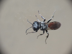 Crossocerus angelicus