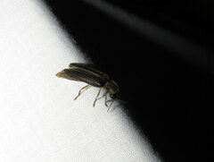Nyctophila reichii