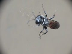 Crossocerus angelicus