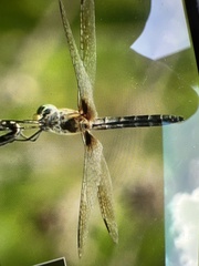 Pachydiplax longipennis