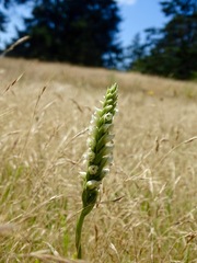 Spiranthes romanzoffiana