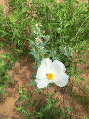 Argemone albiflora texana