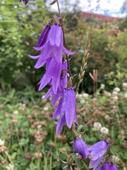Campanula rapunculoides