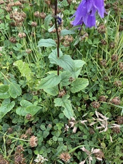 Campanula rapunculoides