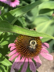Bombus impatiens