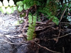 Asplenium adulterinum