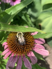 Bombus impatiens