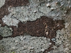 Pseudoschismatomma rufescens