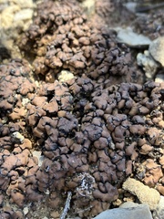 Psora pseudorussellii