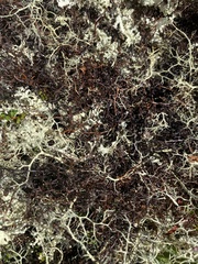 Bryocaulon divergens