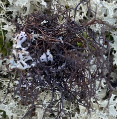 Bryocaulon divergens