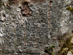 Graphis betulina
