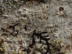 Graphis betulina
