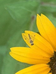Chrysopilus modestus