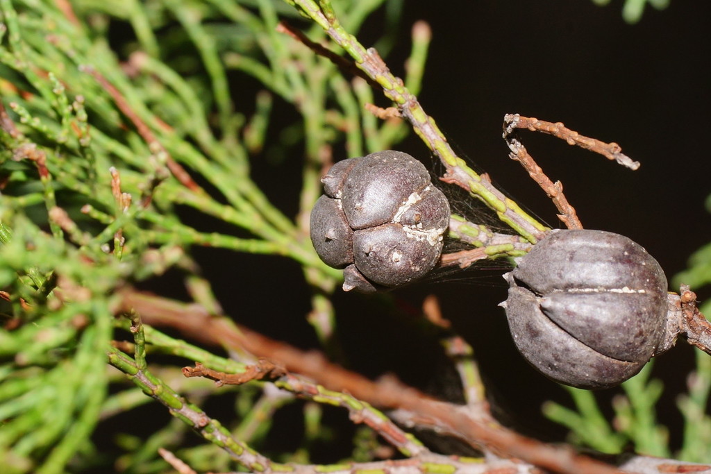 Callitris endlicheri