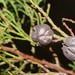 Black Cypress-Pine - Photo (c) Reiner Richter, some rights reserved (CC BY-NC-SA), uploaded by Reiner Richter