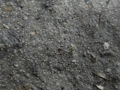 Petractis clausa