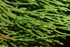Callitris endlicheri