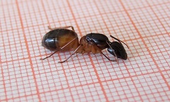 Camponotus sanctus
