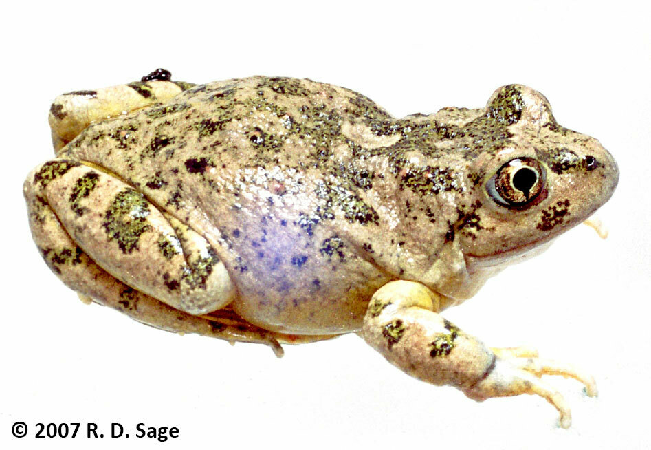 Zapala Frog (Atelognathus praebasalticus)
